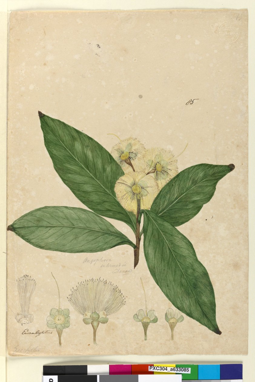 Sivu 85. Angophora intermedia, n. 1803-06 (wc, kynä, muste ja kynä) tekijältä John William Lewin
