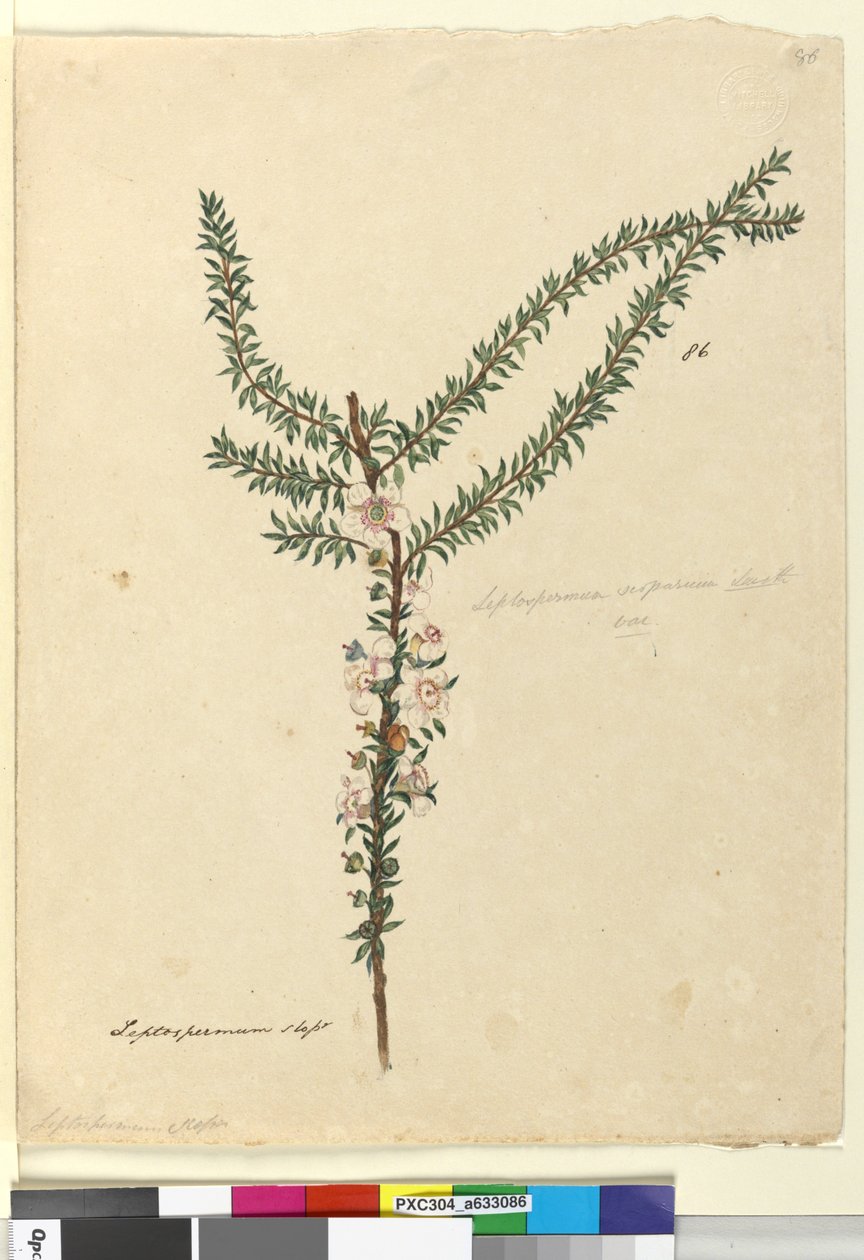 Sivu 86. Leptospermum scoparium, n. 1803-06 (wc, kynä, muste ja kynä) tekijältä John William Lewin