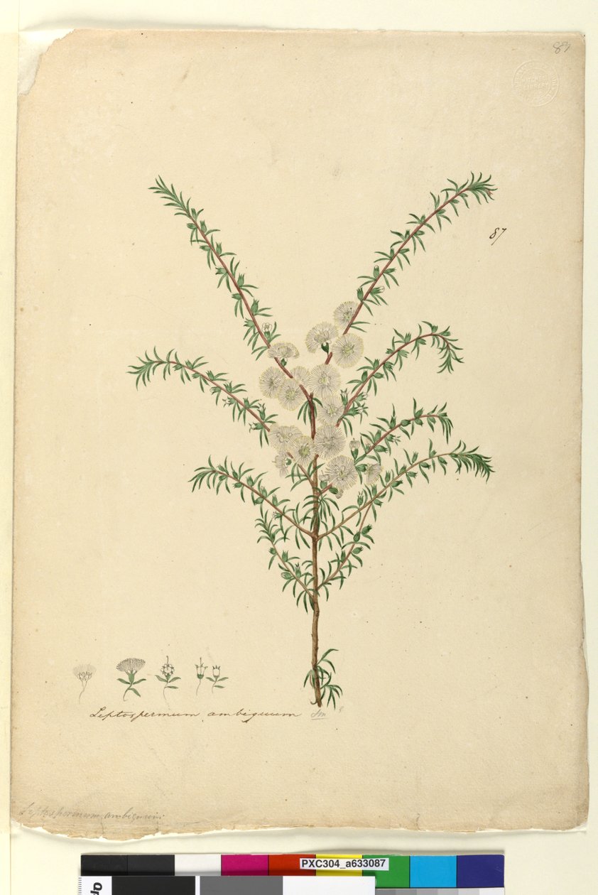 Sivu 87. Leptospermum ambiguum, n. 1803-06 (wc, kynä, muste ja kynä) tekijältä John William Lewin