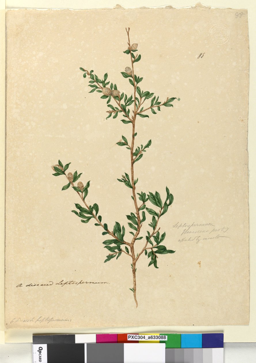 Sivu 88. Leptospermum flavescens, n. 1803-06 (wc, kynä, muste ja kynä) tekijältä John William Lewin