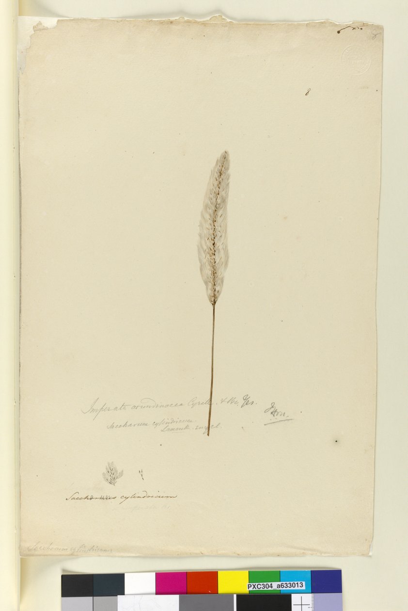 Sivu 8. Imperata arundinacea syn. Saccharum cylindricum, n. 1803-06 (wc, kynä, muste ja kynä) tekijältä John William Lewin