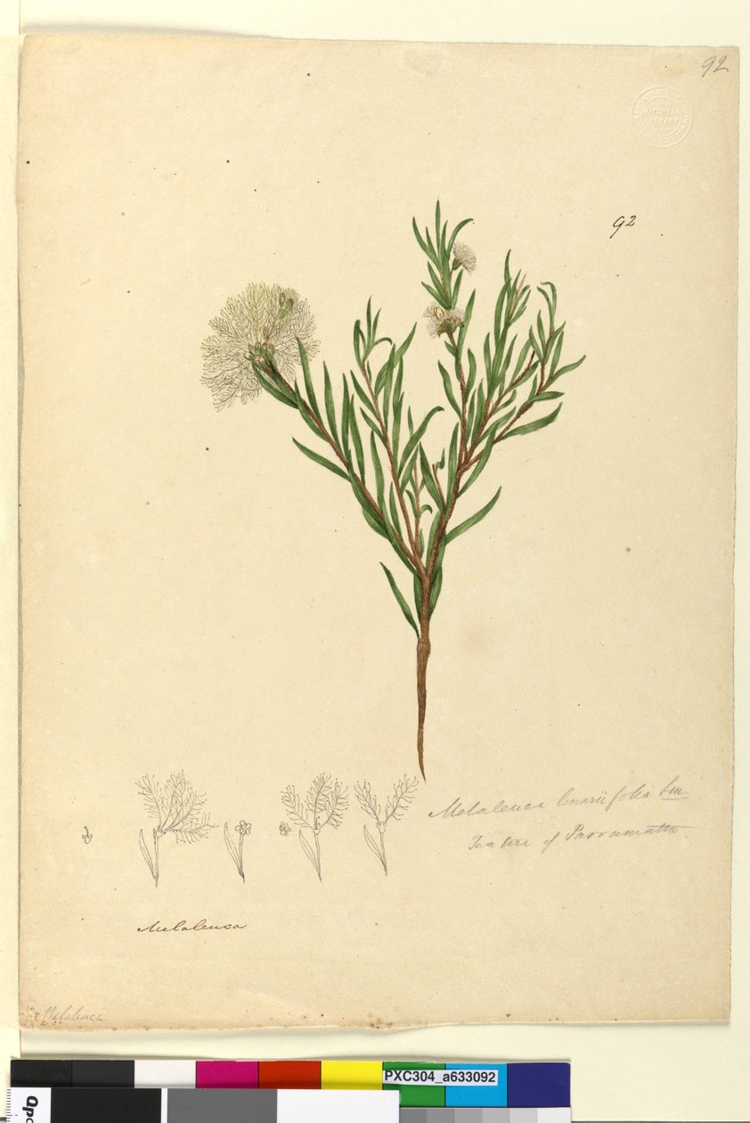 Sivu 92. Melaleuca linariifolia, n. 1803-06 (wc, kynä, muste ja kynä) tekijältä John William Lewin
