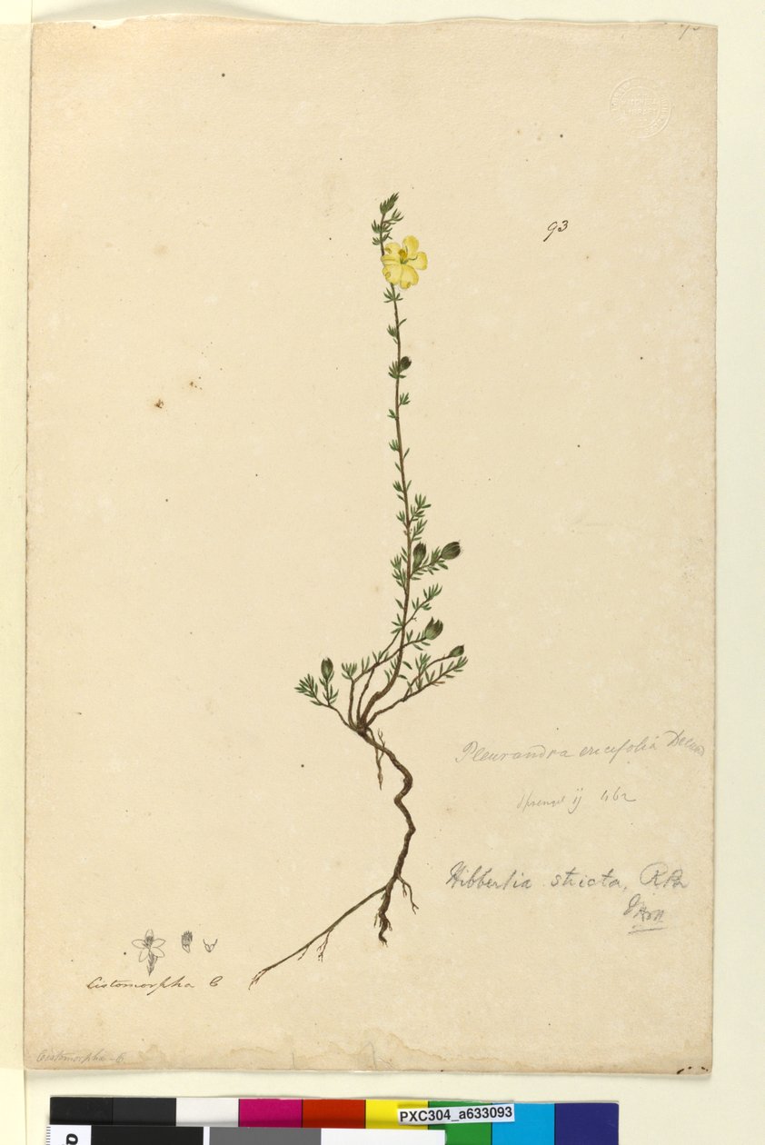 Sivu 93. Hibbertia stricta, n. 1803-06 (wc, kynä, muste ja kynä) tekijältä John William Lewin