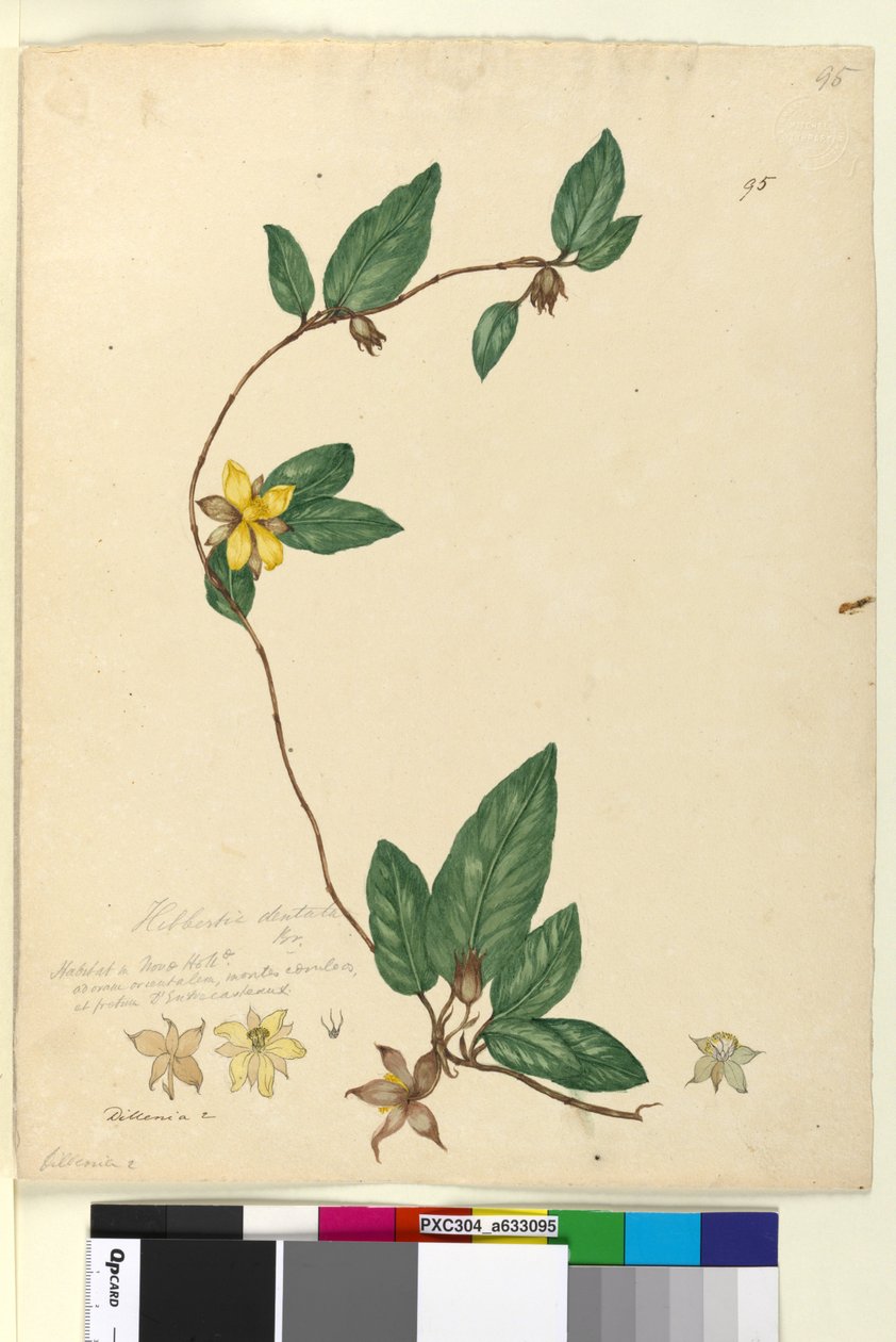 Sivu 95. Hibbertia dentata, n. 1803-06 (wc, kynä, muste ja kynä) tekijältä John William Lewin