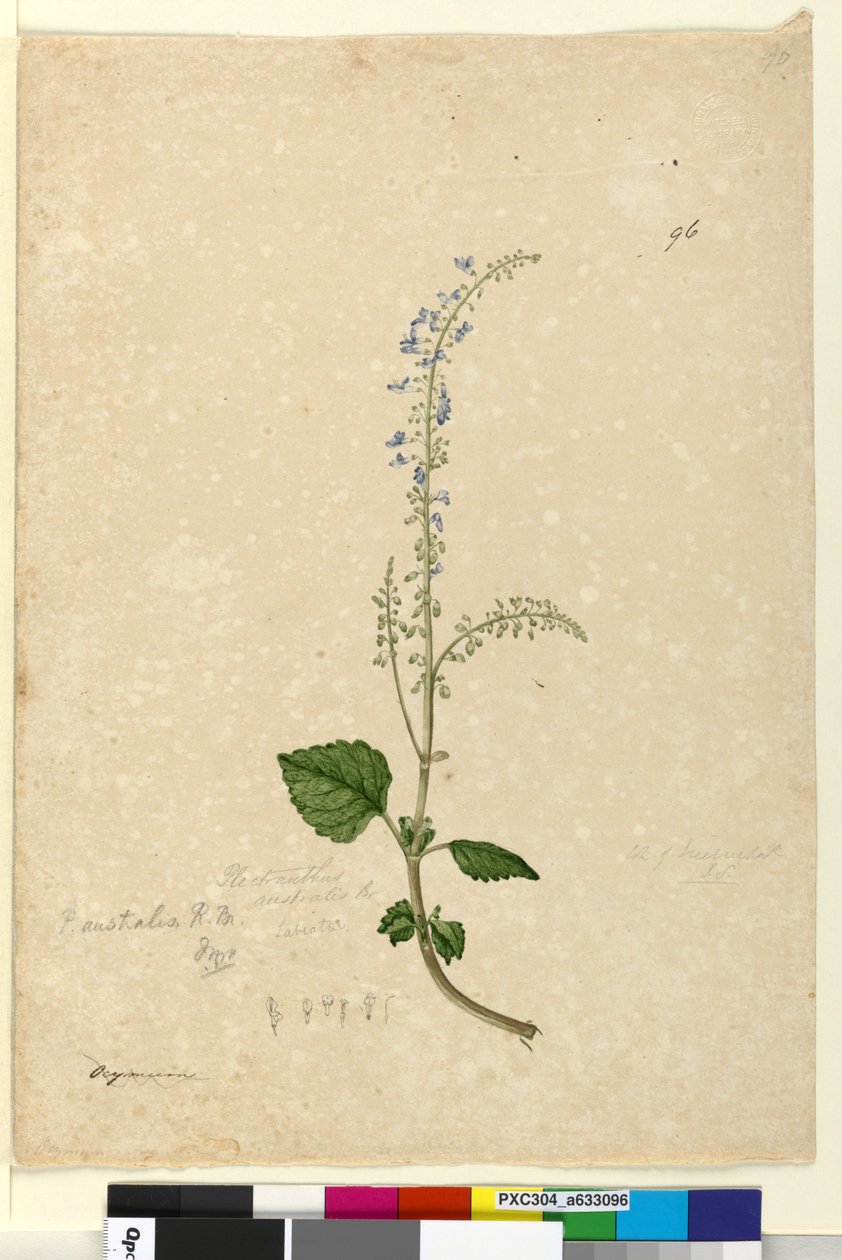 Sivu 96. Plectranthus australis, n. 1803-06 (wc, kynä, muste ja kynä) tekijältä John William Lewin