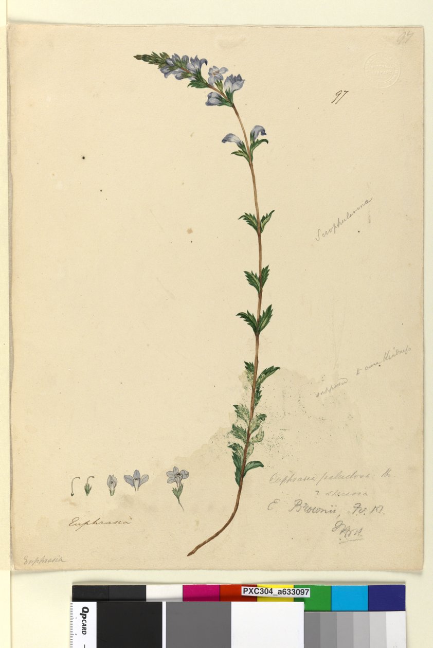 Sivu 97. Euphrasia paludosa, n. 1803-06 (wc, kynä, muste ja kynä) tekijältä John William Lewin