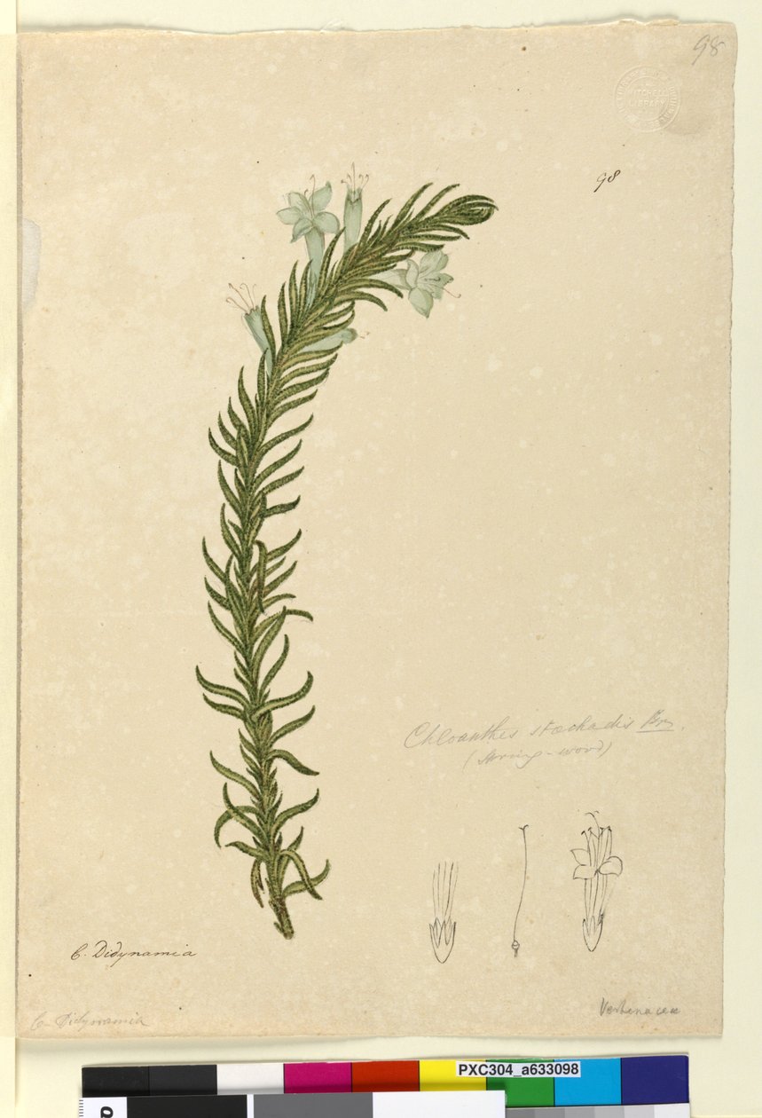 Sivu 98. Chloanthes stoechadis, n. 1803-06 (wc, kynä, muste ja kynä) tekijältä John William Lewin