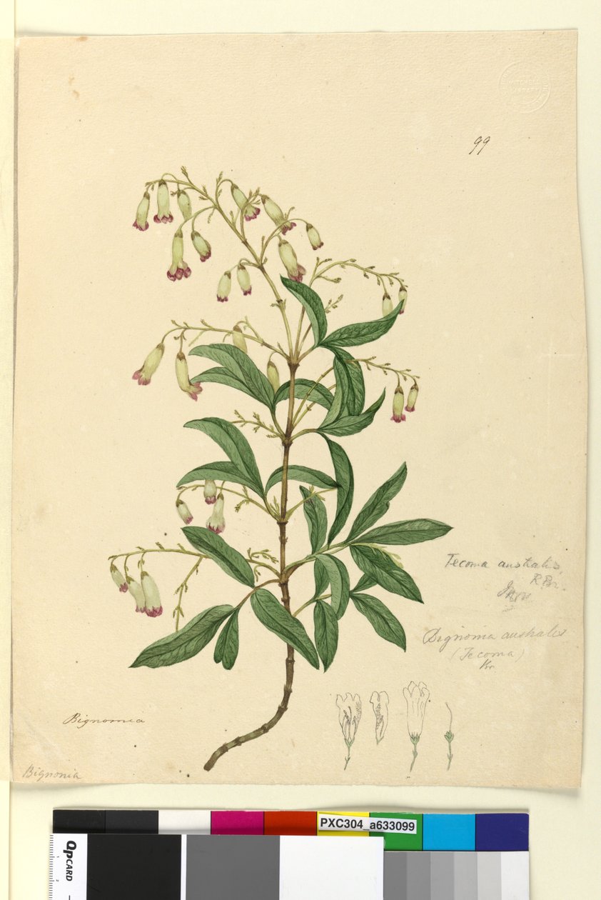 Sivu 99. Bignonia australisPandorea pandorana, n. 1803-06 (wc, kynä, muste ja kynä) tekijältä John William Lewin