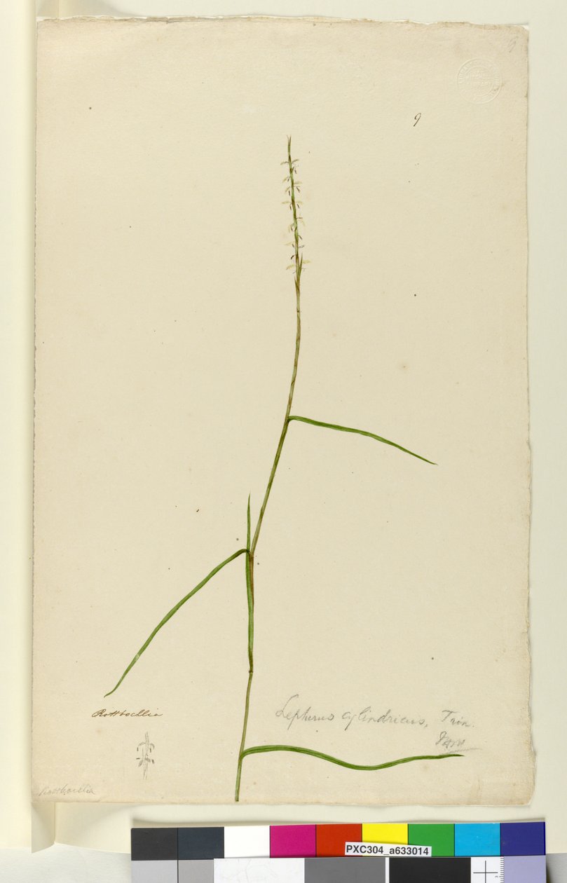 Sivu 9. Lepturus cylindricus, n. 1803-06 (wc, kynä, muste ja kynä) tekijältä John William Lewin