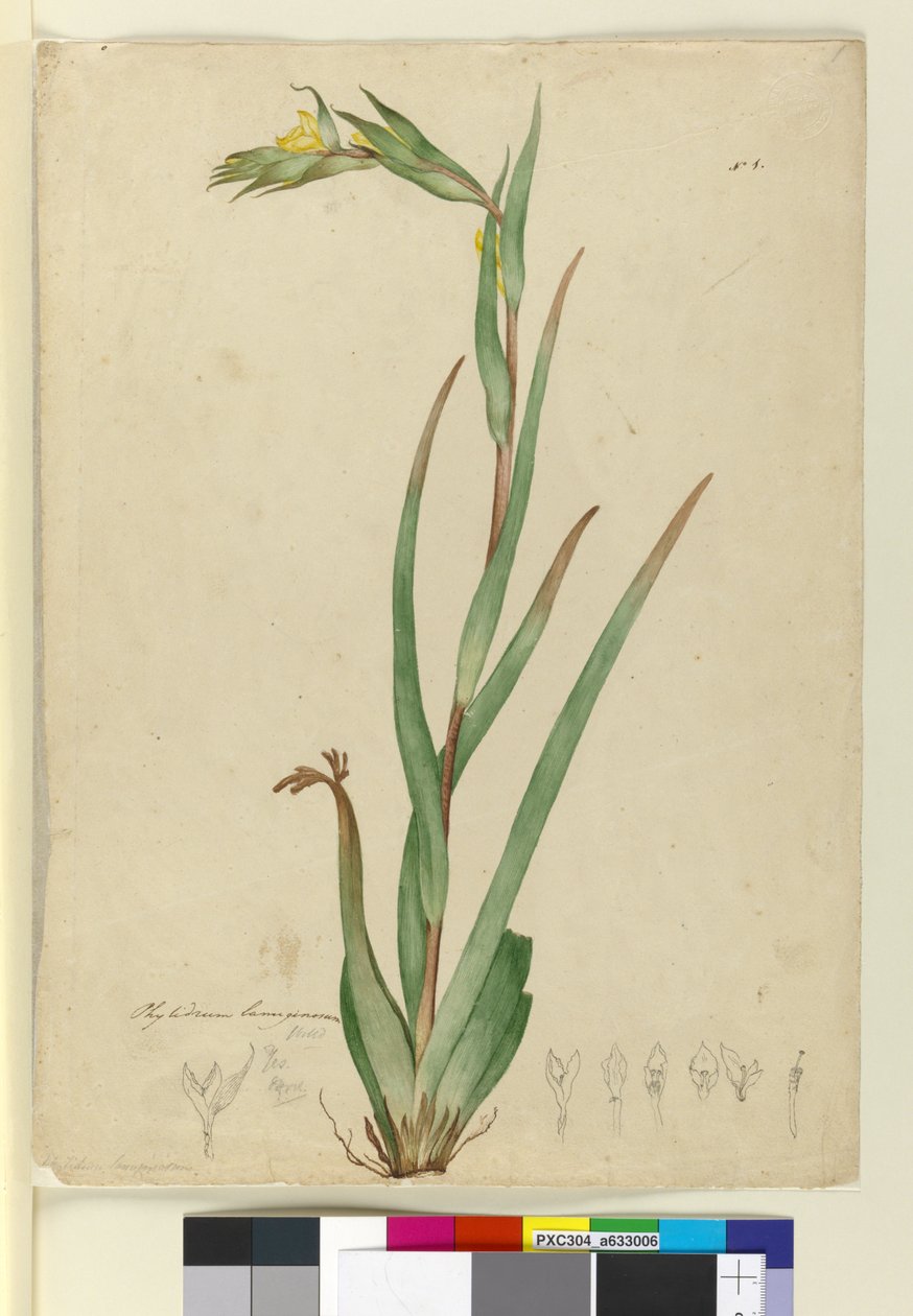 l. Phylidrum lanuginosum, n. 1803-06 (wc, kynä, muste ja kynä) tekijältä John William Lewin