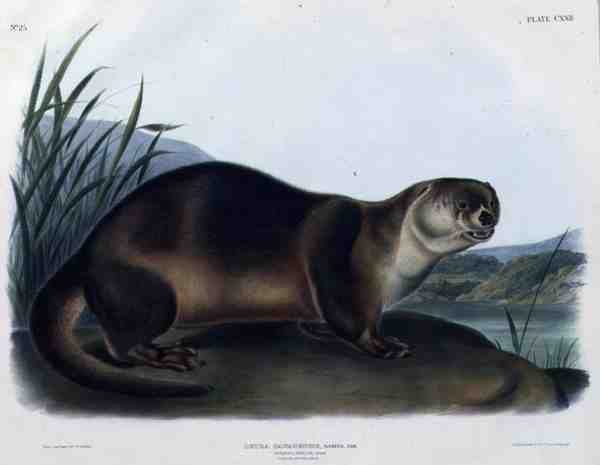 Lutra Canadensis tai Lataxina Mollis (Kanadan saukko), levy 122 