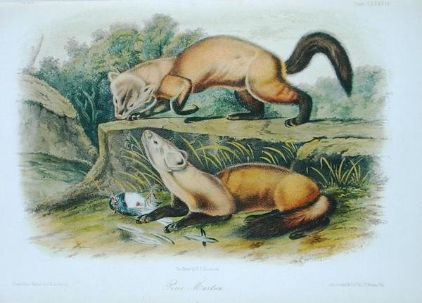 Pine Marten, levy 138 