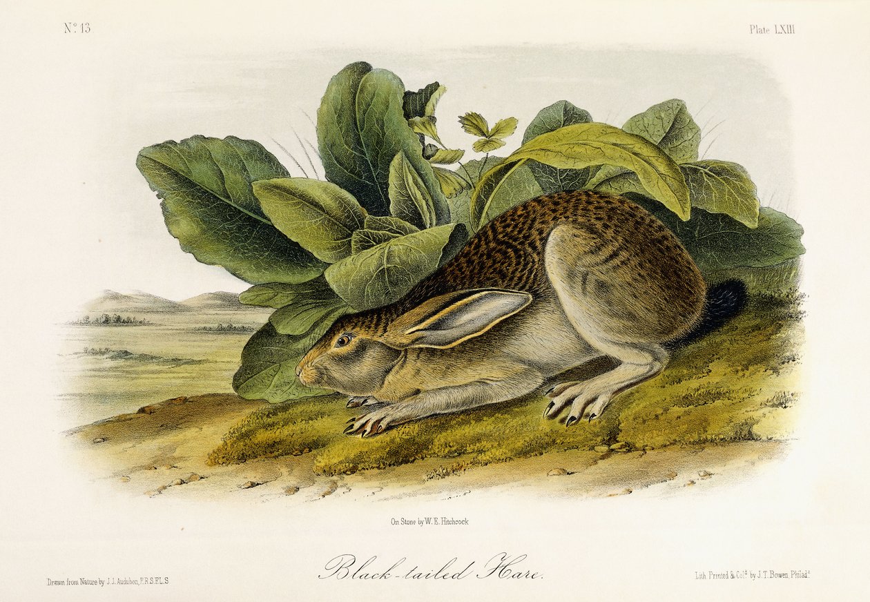 Mustapyrstöjänis, n. 1849-1854 tekijältä John Woodhouse Audubon