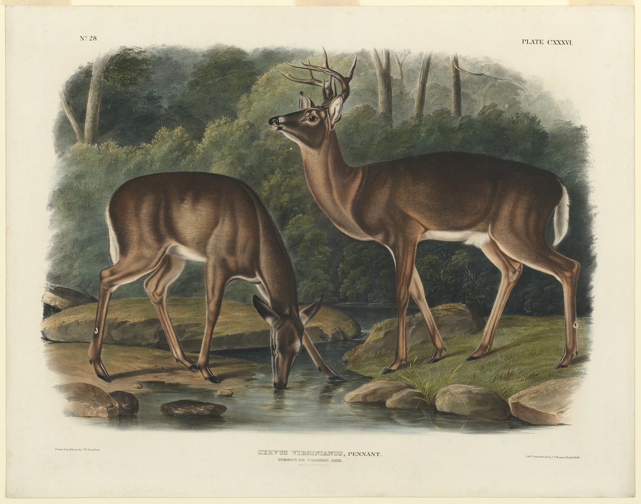 Virginia peura tekijältä John Woodhouse Audubon