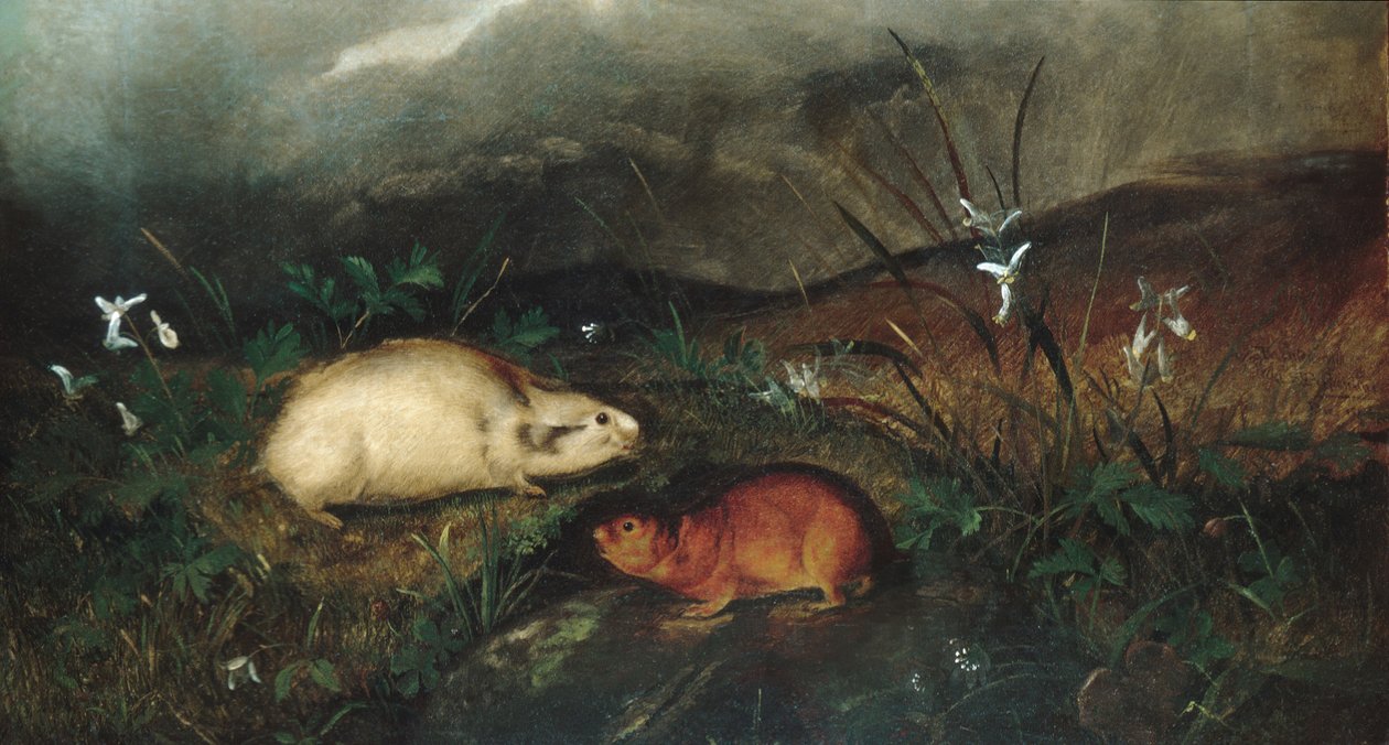 Hudsons Bay Lemming, 1846. tekijältä John Woodhouse Audubon