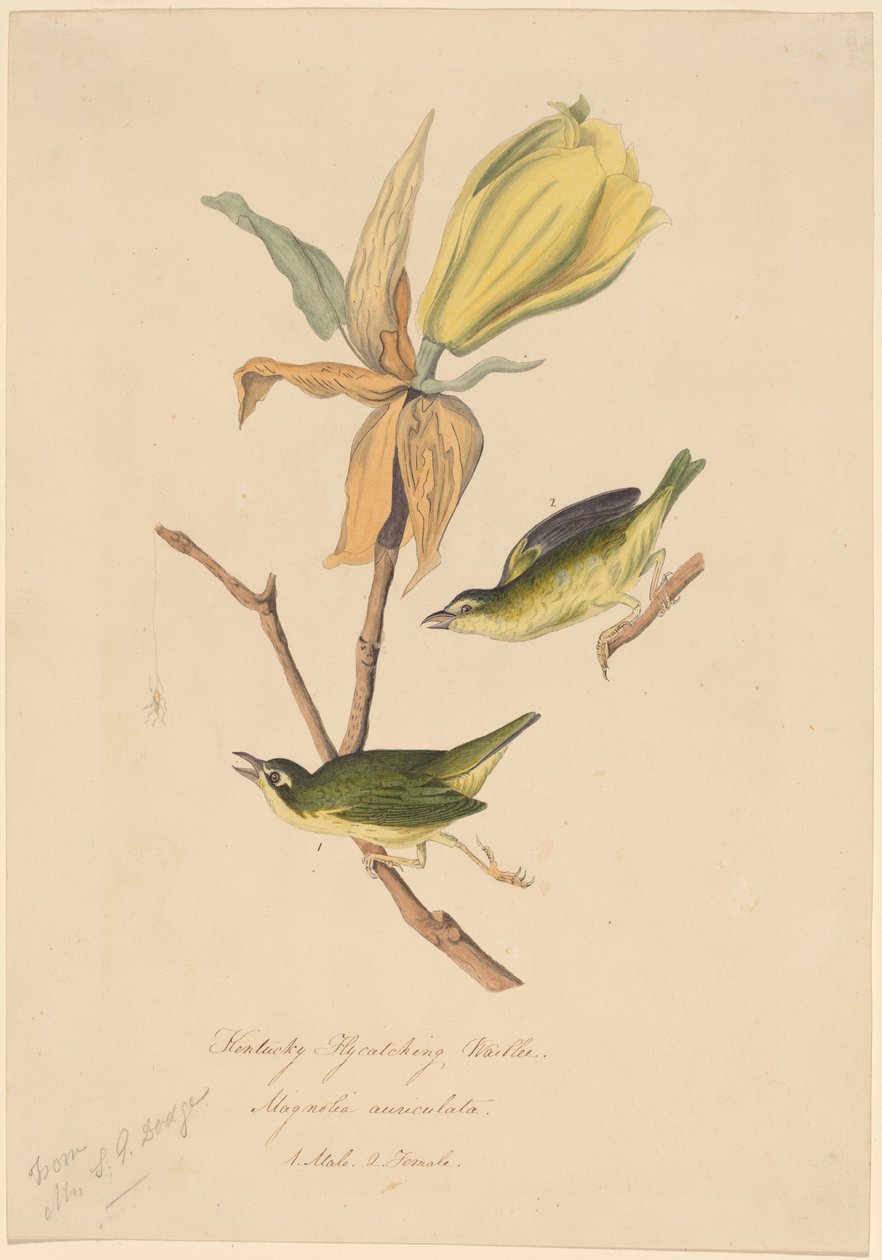 Kentucky Perhospyydäjä Warbler tekijältä John Woodhouse Audubon