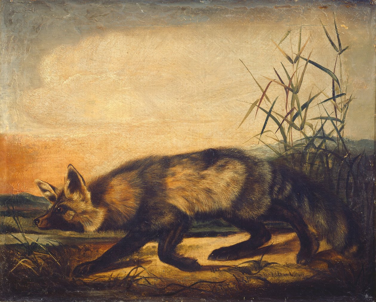 Pitkähäntäinen punainen kettu tekijältä John Woodhouse Audubon
