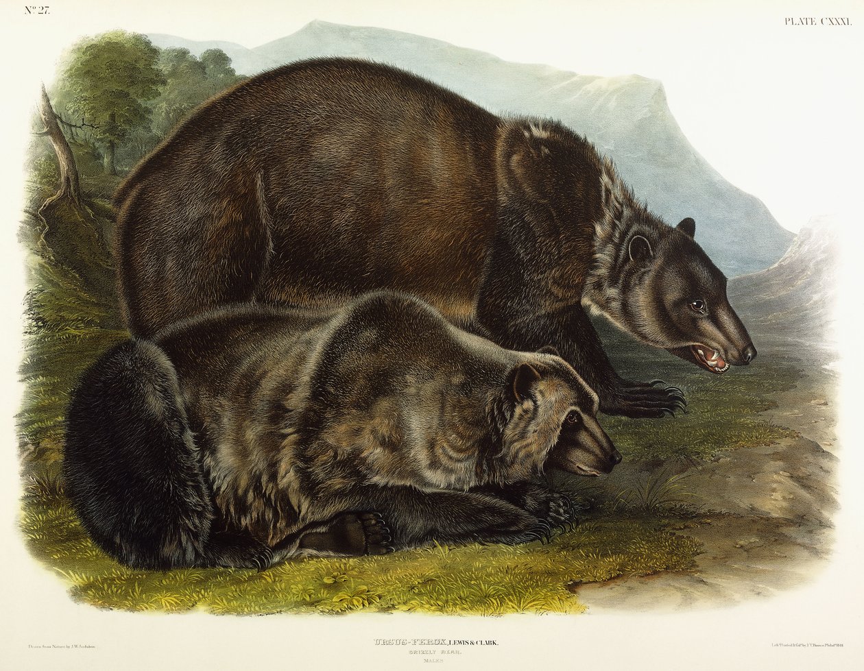 Grizzlykarhuuros, 1848 tekijältä John Woodhouse Audubon