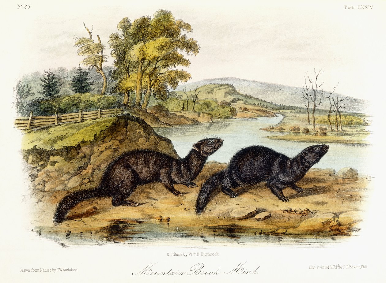 Mountain Brook Mink, n. 1849-1854 tekijältä John Woodhouse Audubon