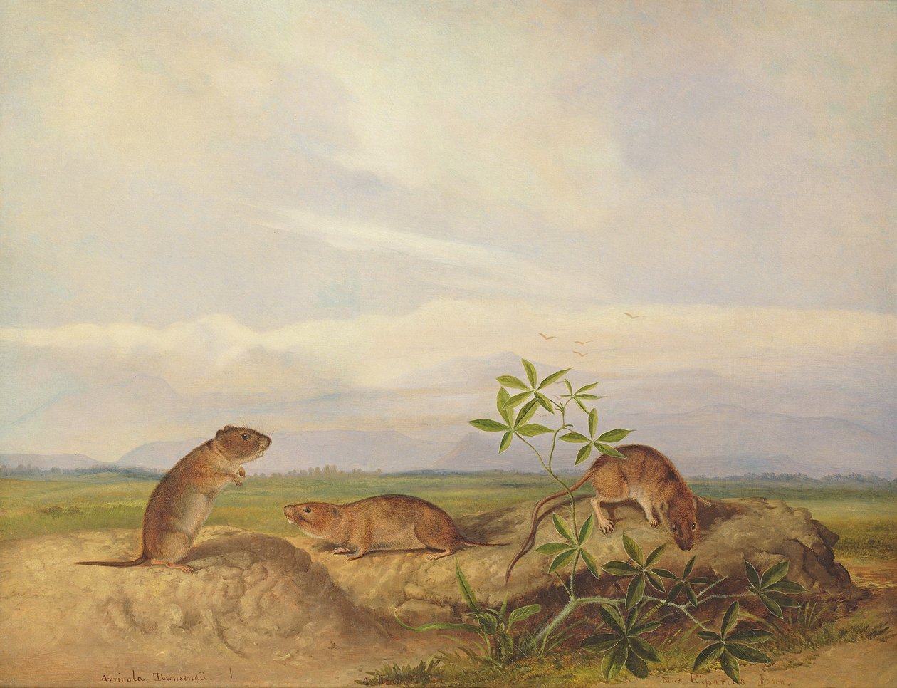Townsend