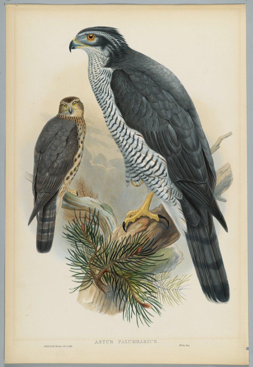 Astur Palumbarius - Goshawk, piirtänyt J. Wolf, kaiverrus H. C. Richter tekijältä John after Gould
