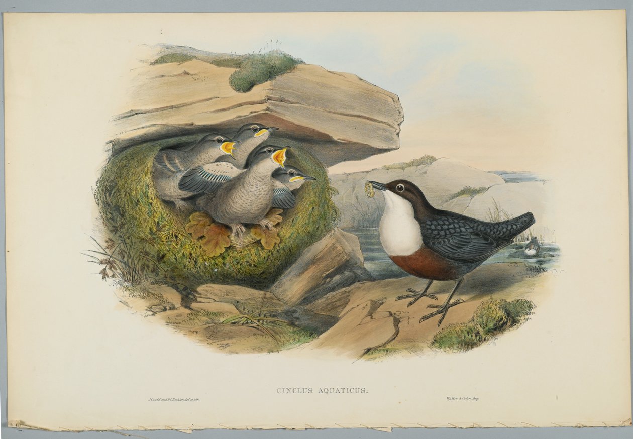 Cinclus Aquaticus - Vesikoukku, kaiverrus H. C. Richter tekijältä John after Gould