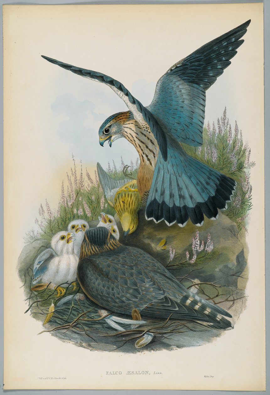 Falco Aesalon - Merlin, piirtäjä J. Wolf, kaiverrus H. C. Richter tekijältä John after Gould