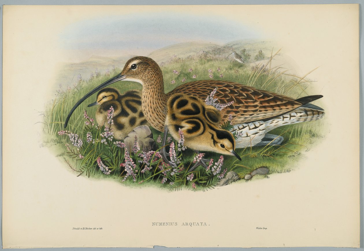 Numenius Arquata - Curlew, kaiverrus H. C. Richter tekijältä John after Gould