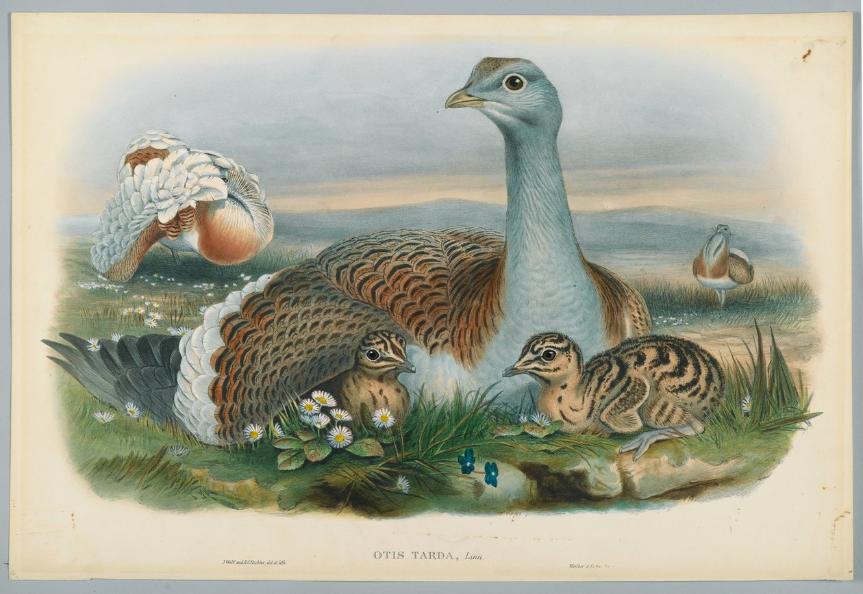 Otis Torda - Isotauti, piirtänyt J. Wolf, kaiverrus H. C. Richter tekijältä John after Gould