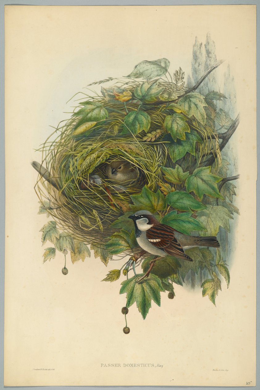Passer Domesticus - Common House Sparrow, kaiverrus H. C. Richter tekijältä John after Gould