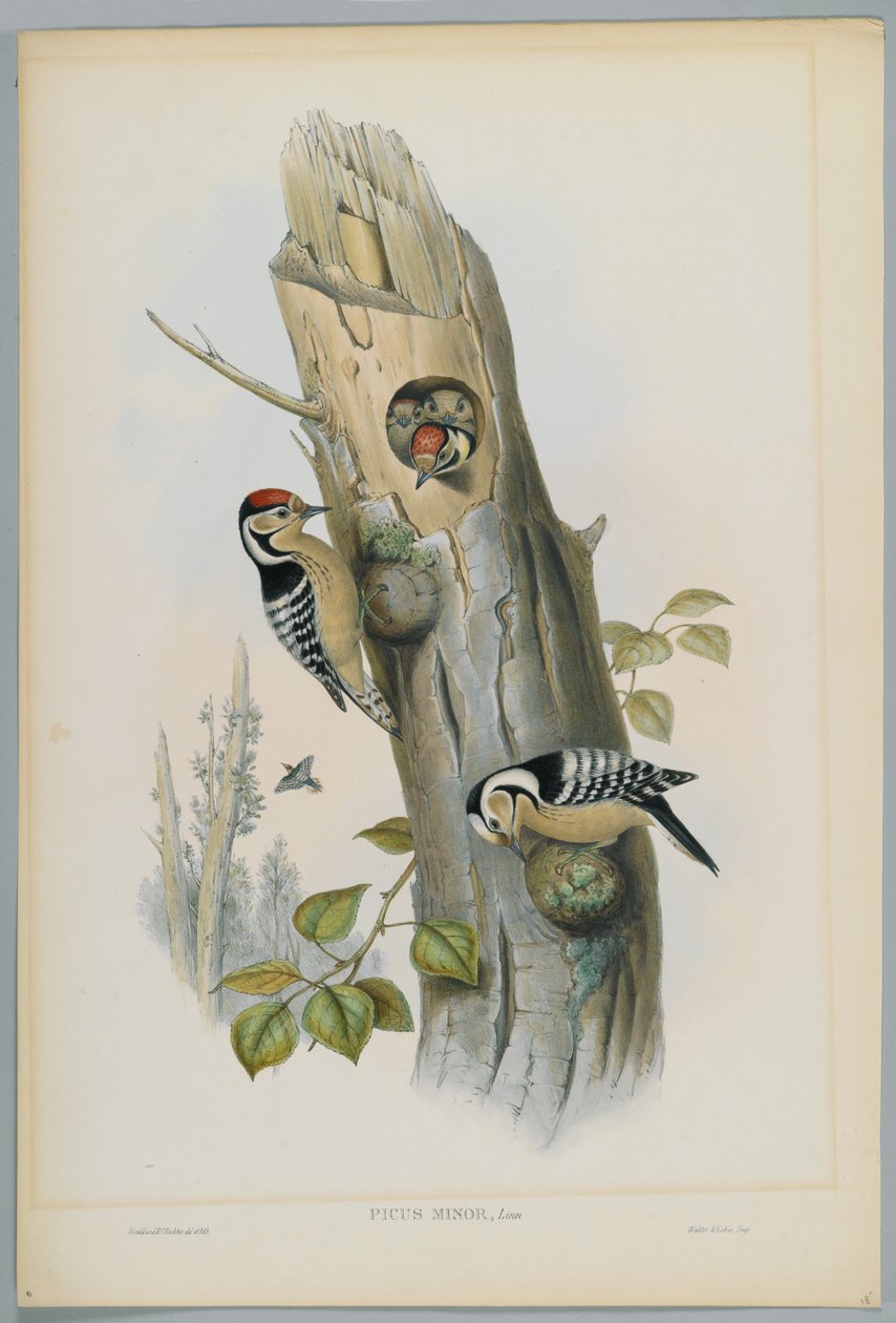 Picus Minor - Pikkutikka, kaiverrus H. C. Richter tekijältä John after Gould