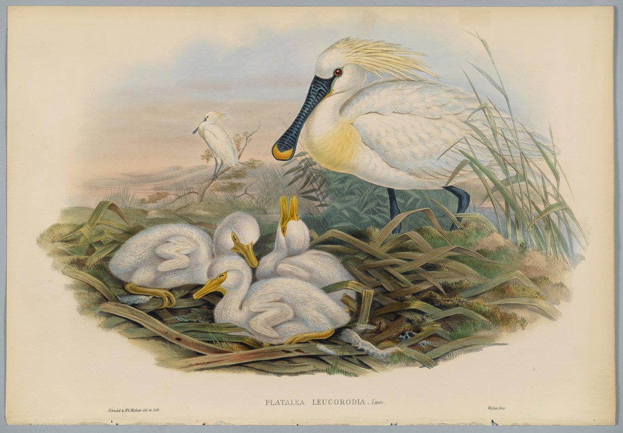 Platalea Leucorodia - Spoonbill and Young, kaiverrus H. C. Richter tekijältä John after Gould