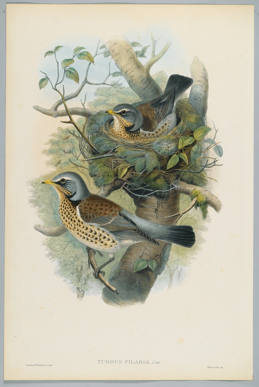 Turdus Pilarus - katajarastas, kaiverrus H. C. Richter tekijältä John after Gould