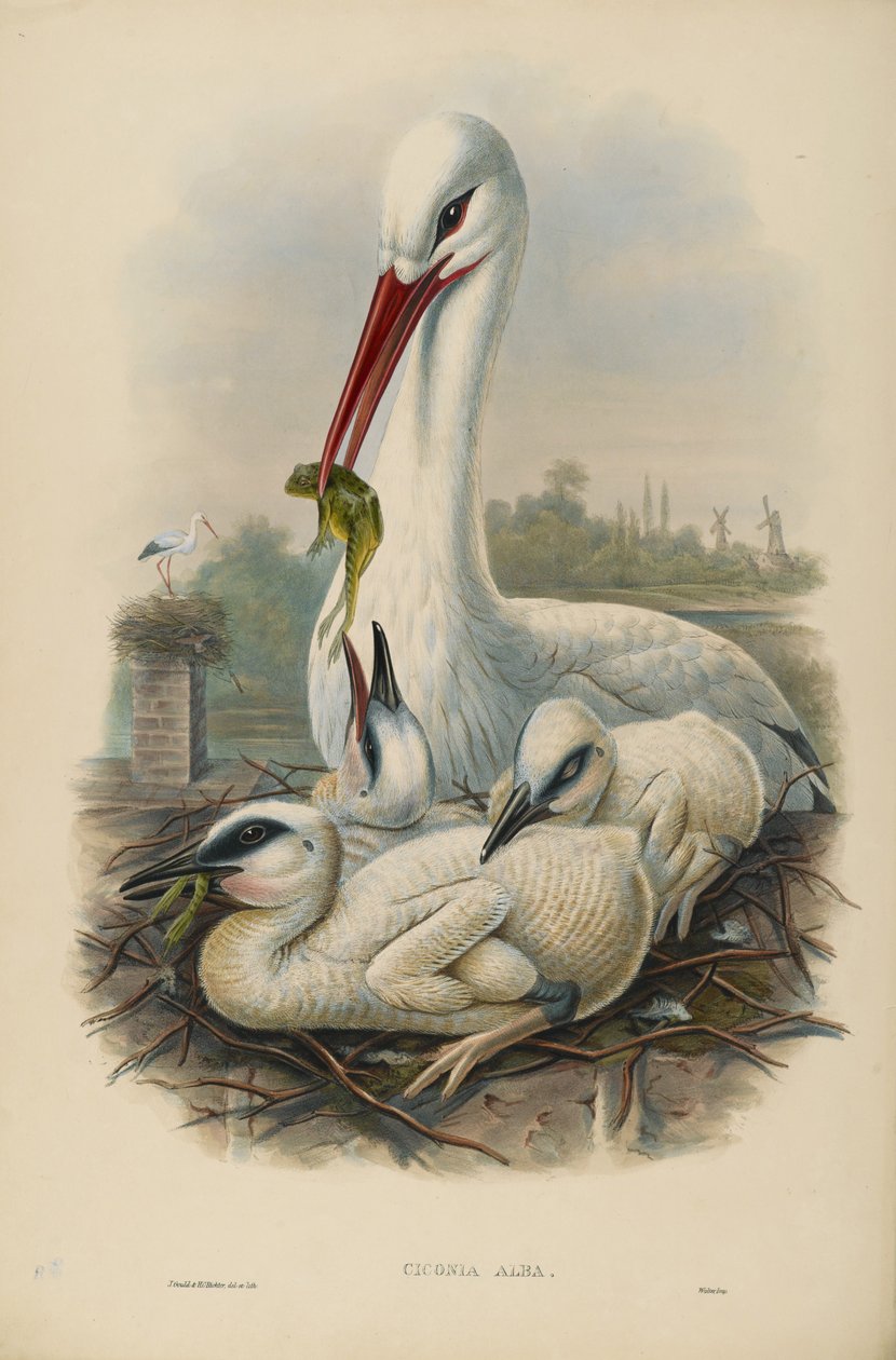 Tuntematon kuva tekijältä John after Gould