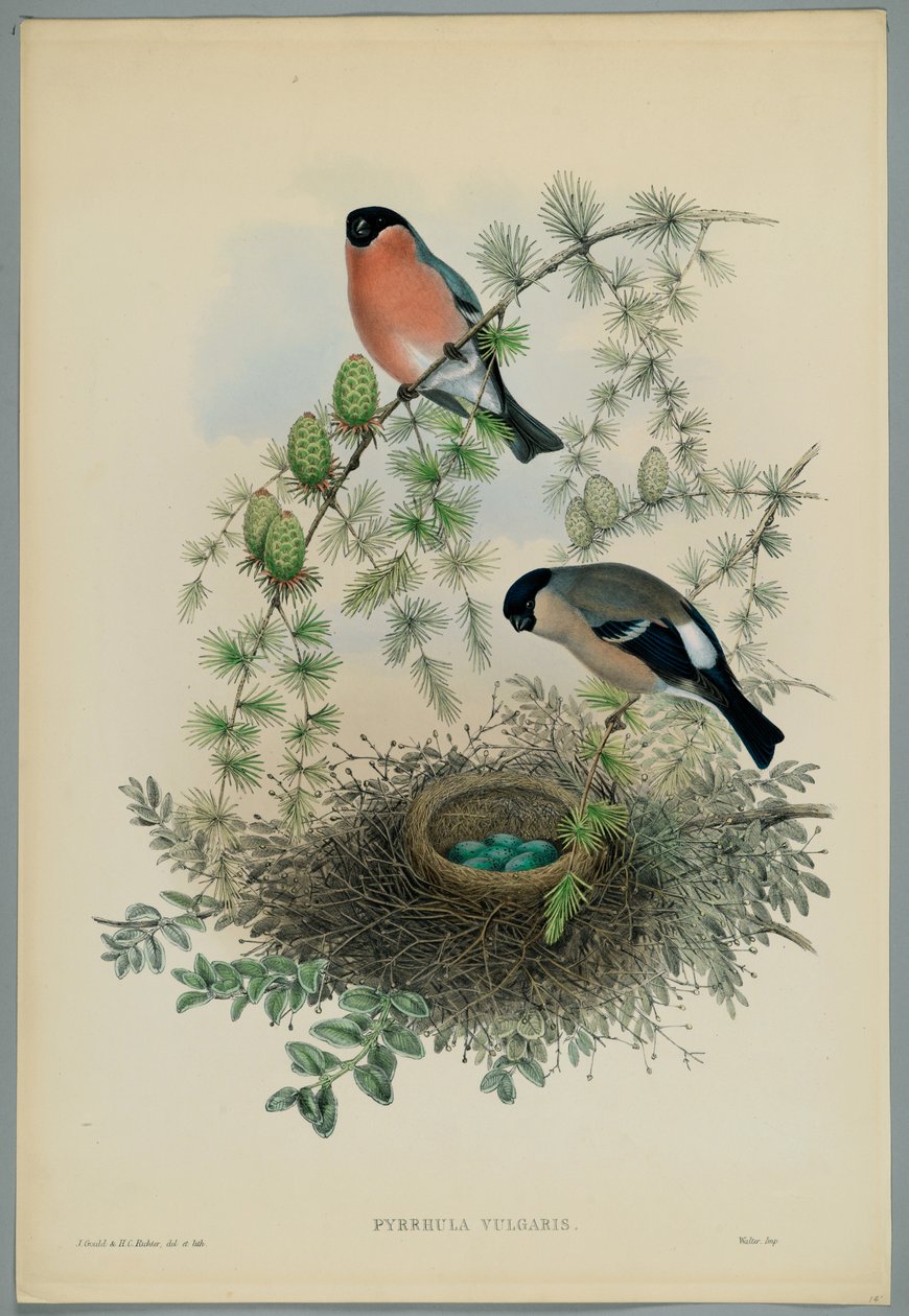 Tuntematon kuva tekijältä John after Gould