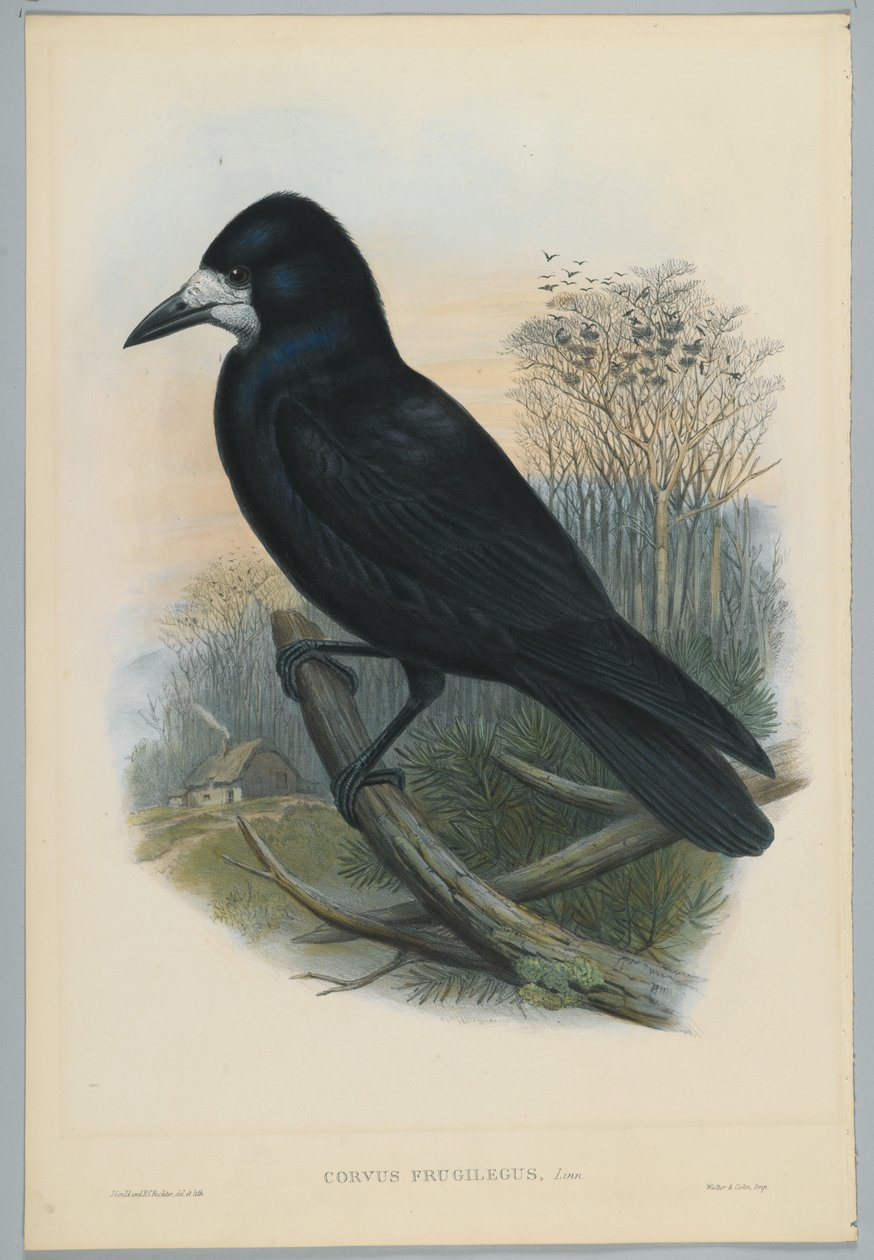 Tuntematon kuva tekijältä John after Gould