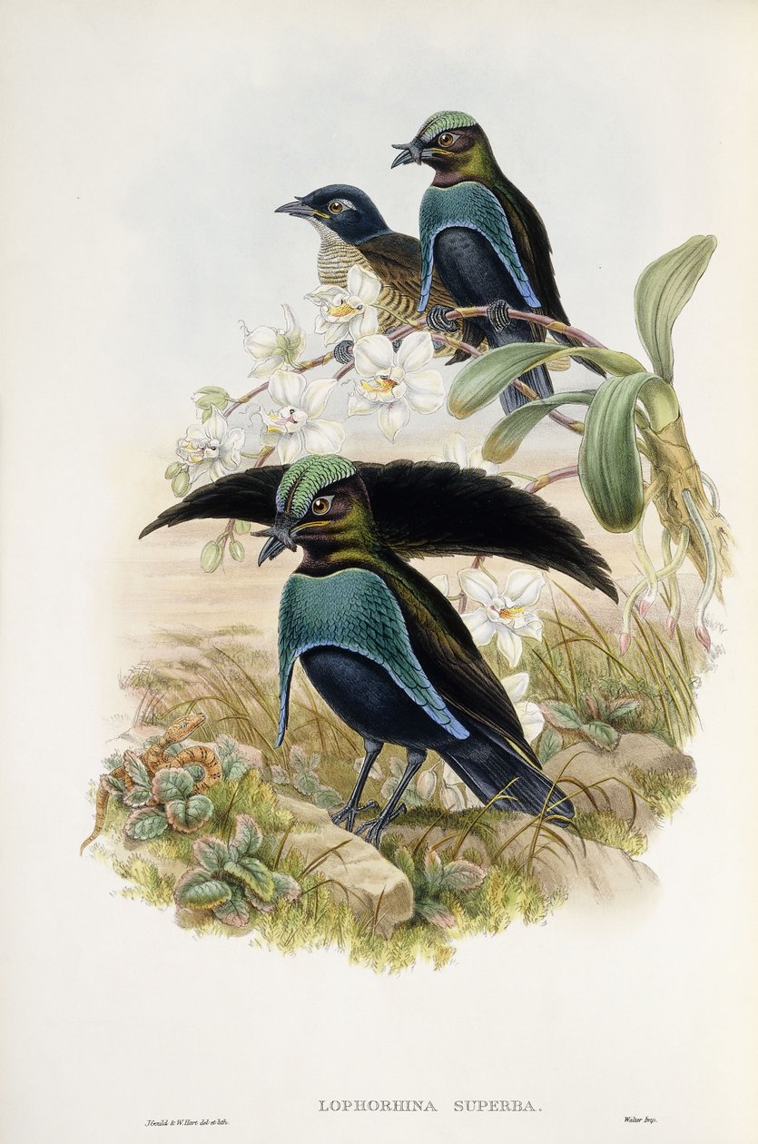 Loistava paratiisin lintu (Lophorina Superba) tekijältä John and Hart William Gould