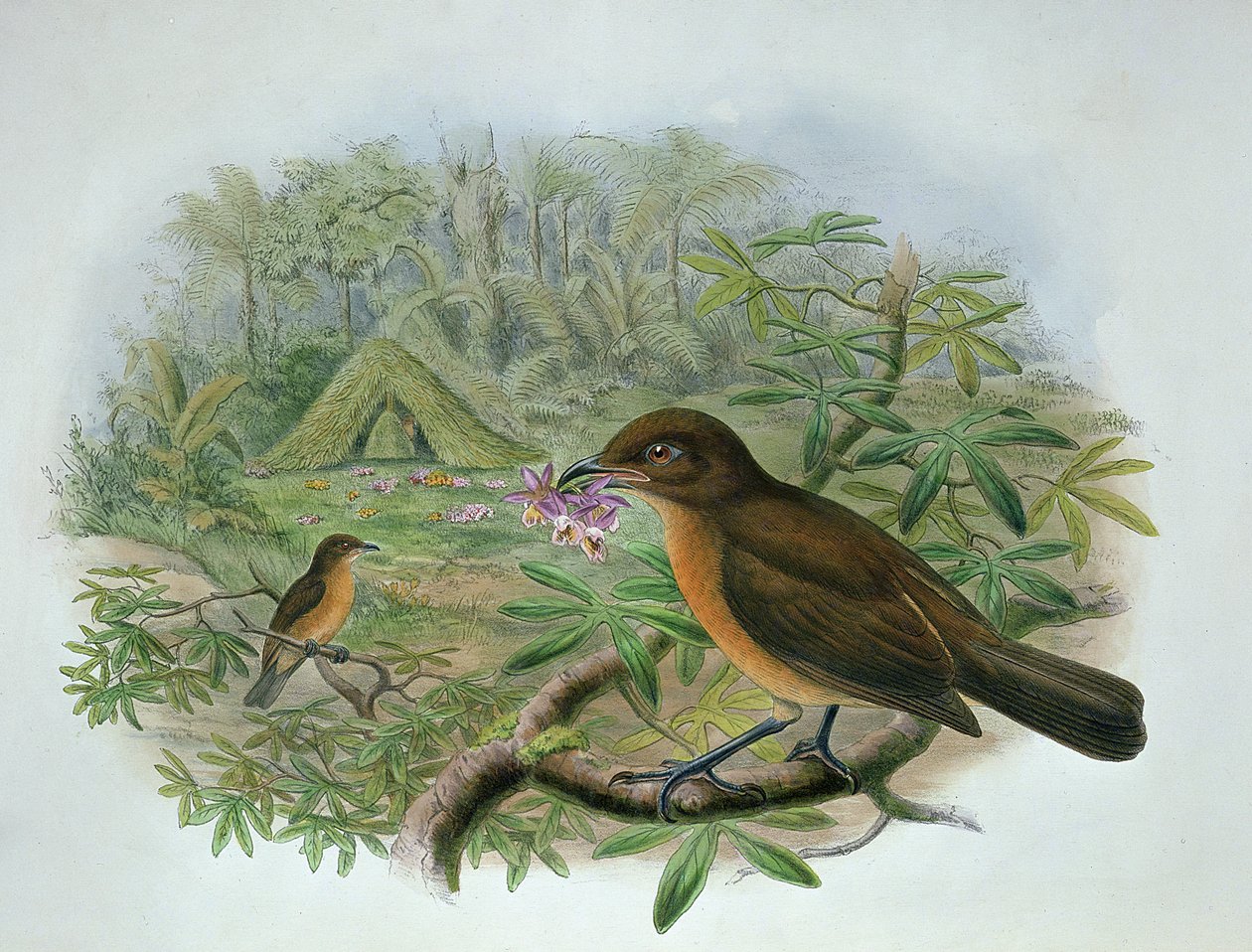 Amblyornis Inornatus, Vogelkop Gardener Bowerbird tekijältä John and Hart, William Gould
