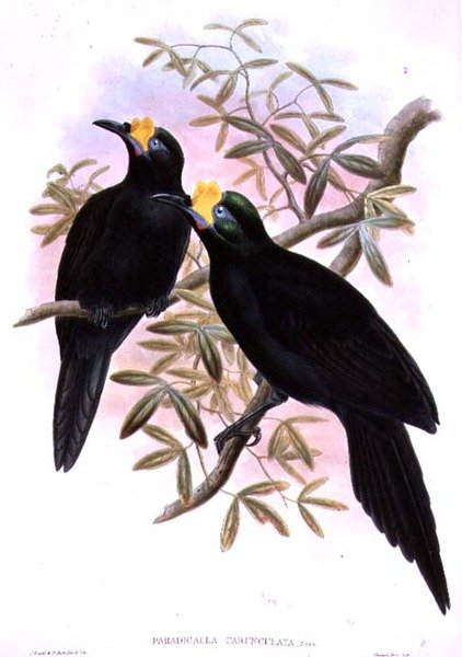 Paradigalla Carunculata tekijältä John and Hart, William Gould