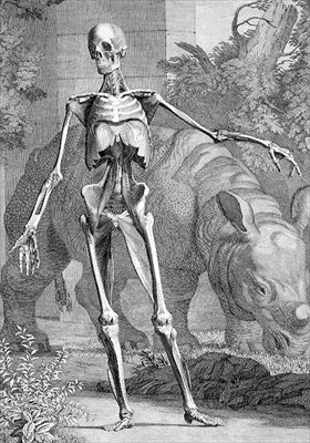 Luuranko, levy 4 julkaisusta "Tables of the Skeleton and Muscles of the Human Body", Bernard Siegfried Albinus (1697-1770), kaiverrus Charles Grignion (1717-1810) 1747 (kaiverrus) tekijältä John and Paul (after) Knapton