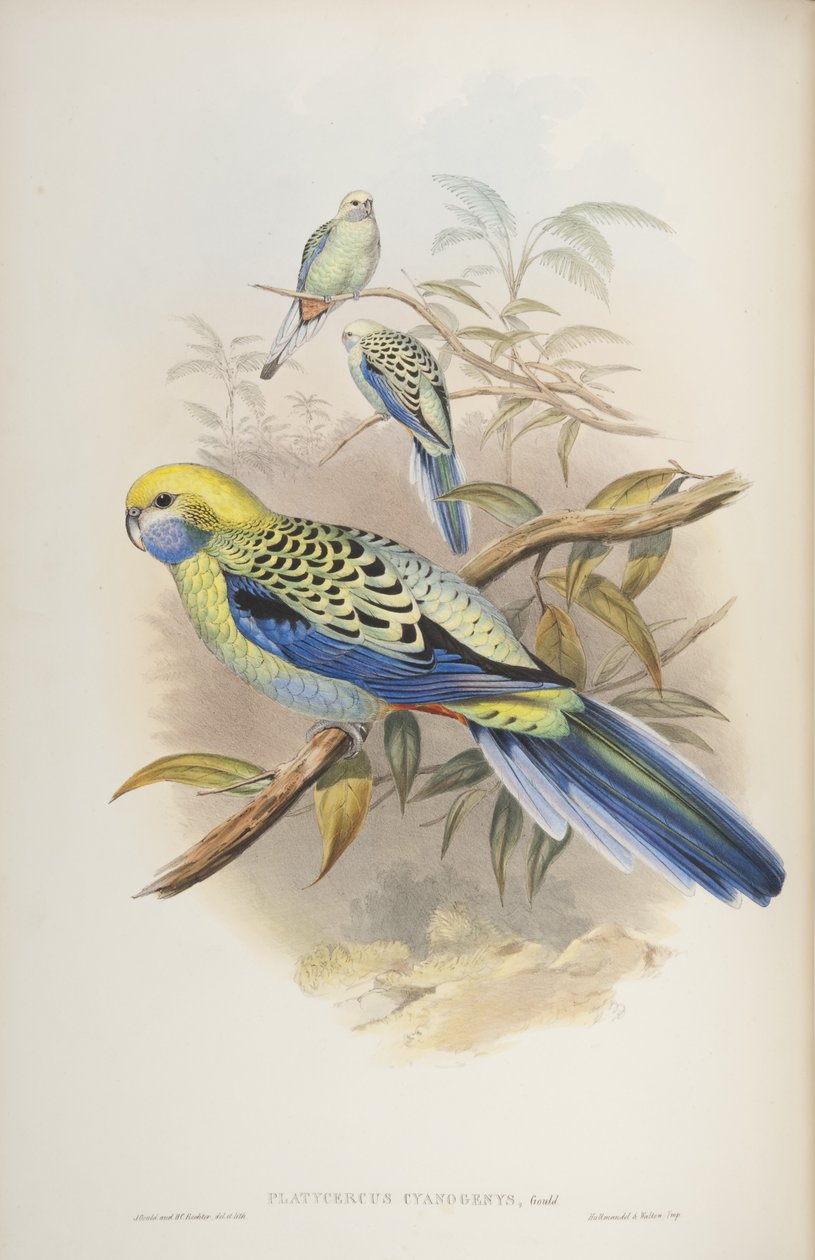 Platycerus cyanogenus, John Gouldin Australian linnuista, 1840 tekijältä John and Richter Gould