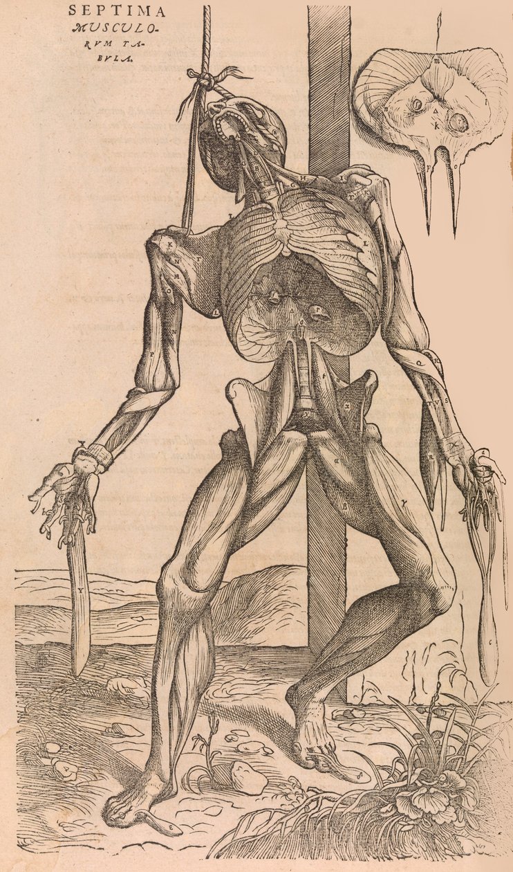 De humani corporis fabrica ihmiskehon rakenteesta, 1555. tekijältä John of Calcar