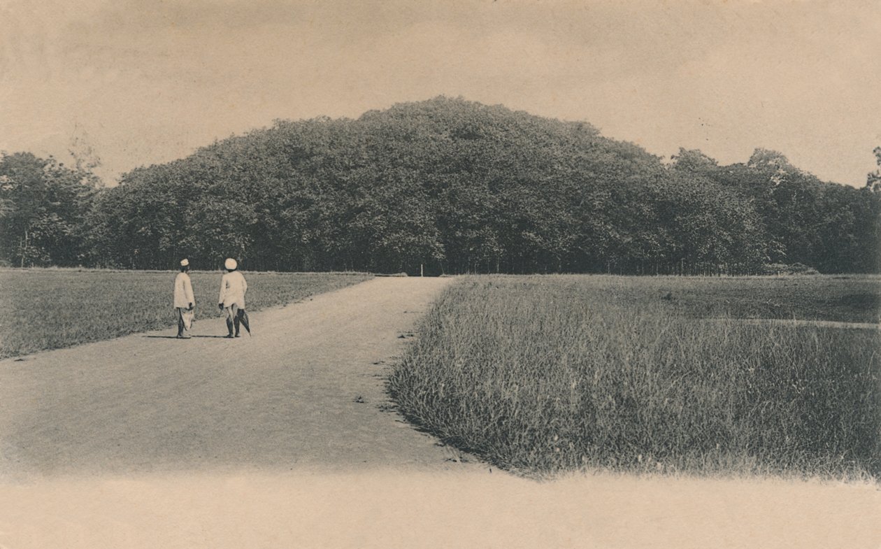 Banyan Tree, kasvitieteellinen puutarha. Kalkutta, 1906. tekijältä Johnston and Hoffmann