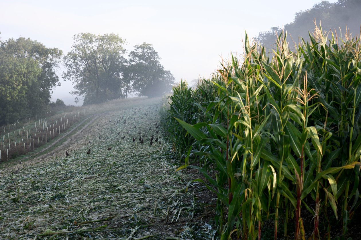 Goodwood Estate West Sussexissa, Iso-Britannia, 2019 (kuva) tekijältä Jon Nicholson