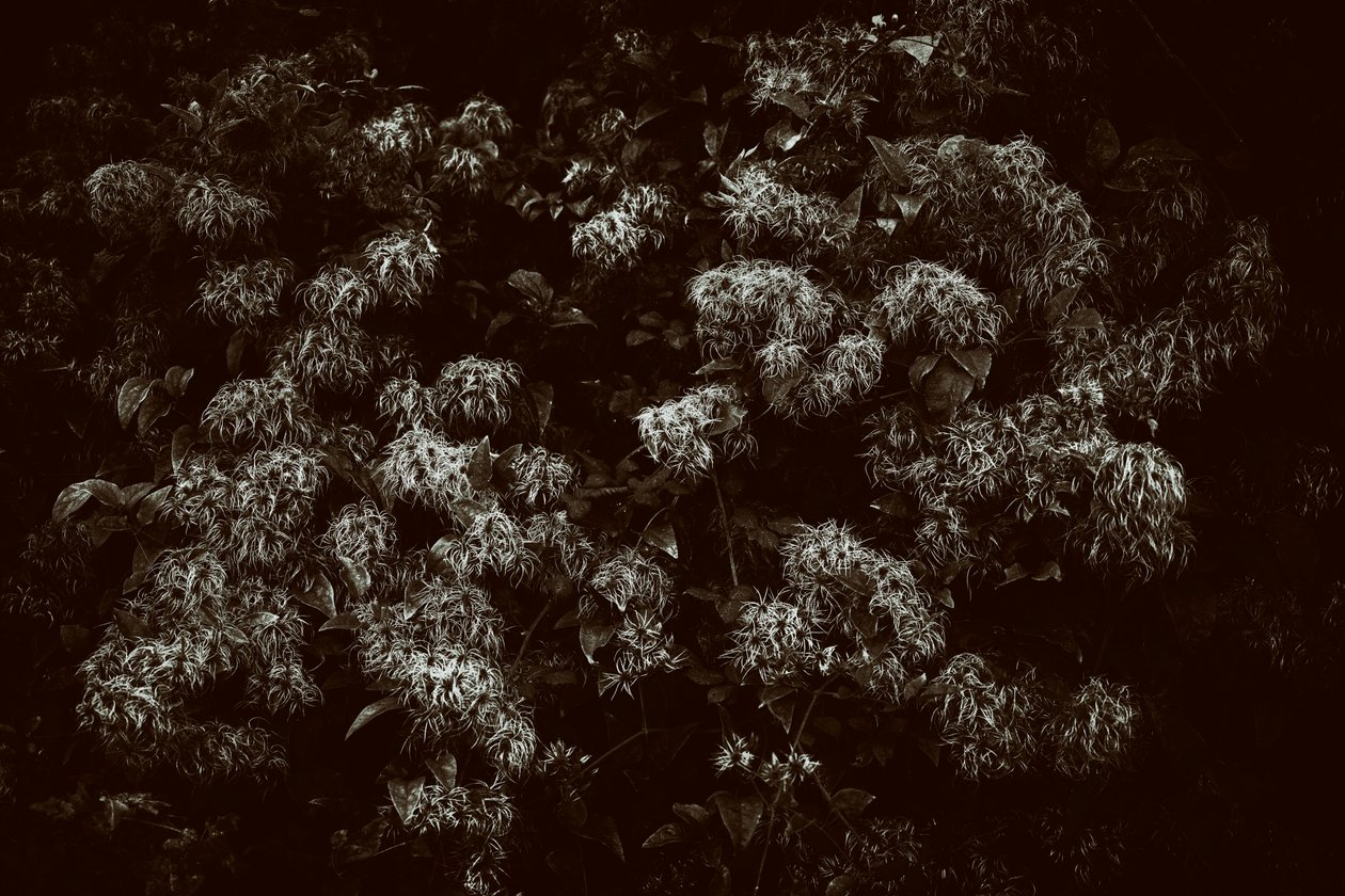 Goodwood Estate West Sussexissa, Iso-Britannia, 2019 (kuva) tekijältä Jon Nicholson