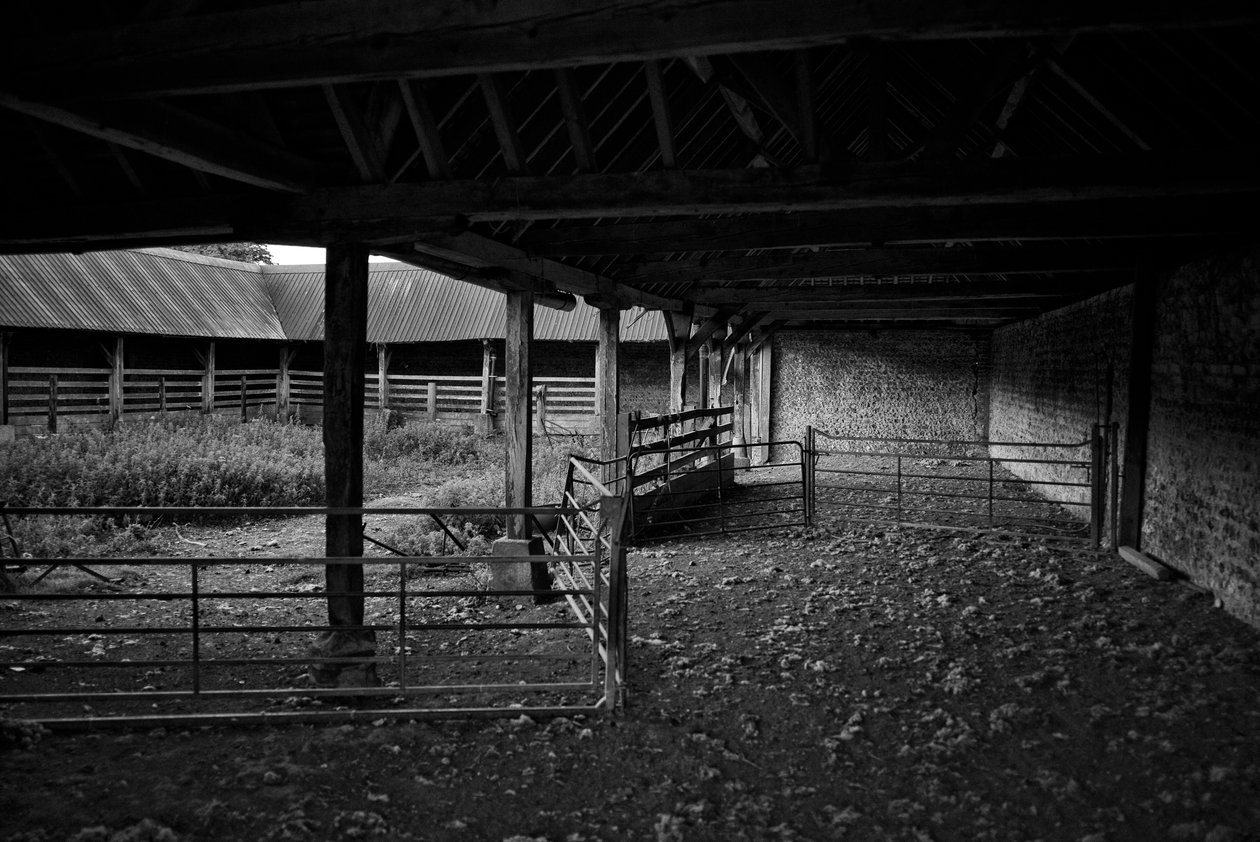 Goodwood Estate West Sussexissa, Iso-Britannia, 2019 (kuva) tekijältä Jon Nicholson