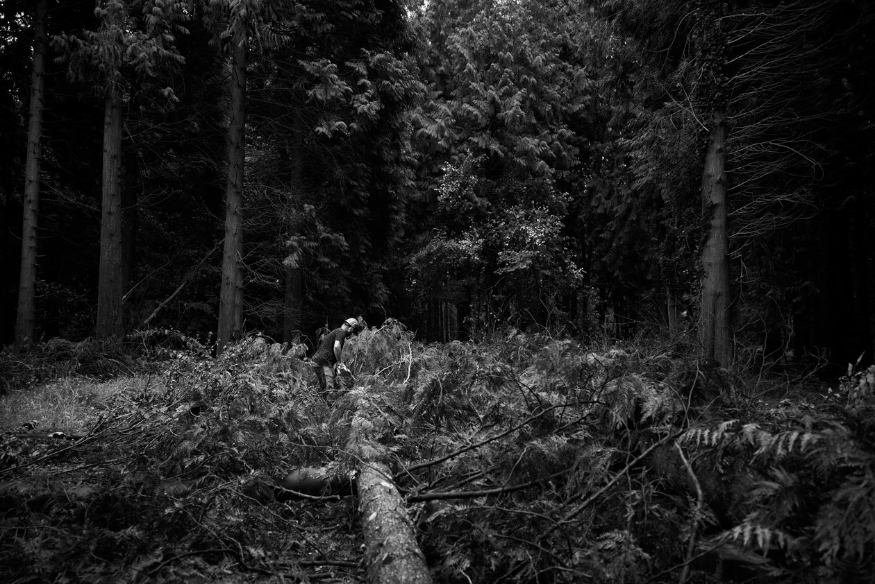 Goodwood Estate West Sussexissa, Iso-Britannia, 2019 (kuva) tekijältä Jon Nicholson