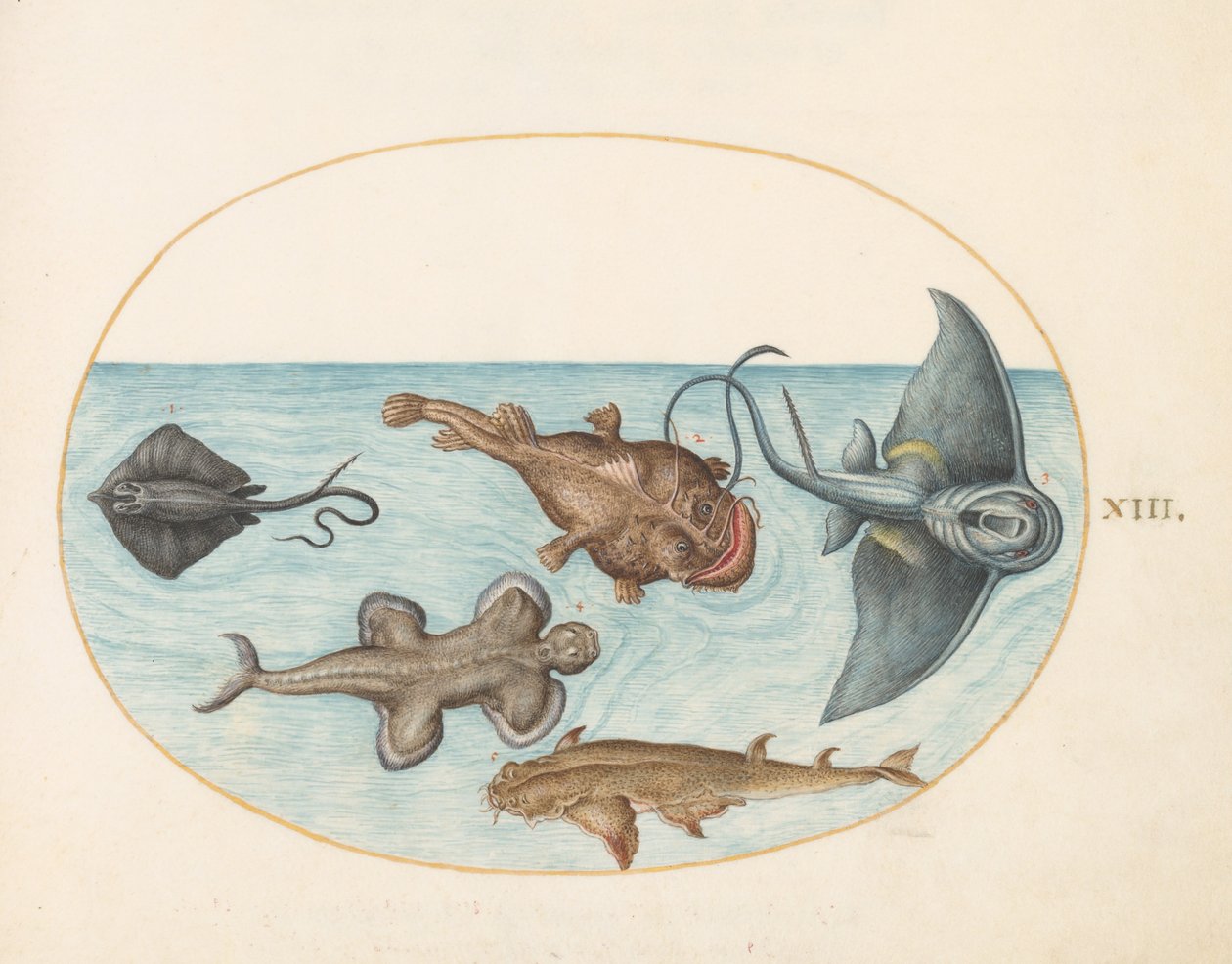 Animalia Aqvatilia et Cochiliata (Aqva)- levy XIII tekijältä Joris Hoefnagel