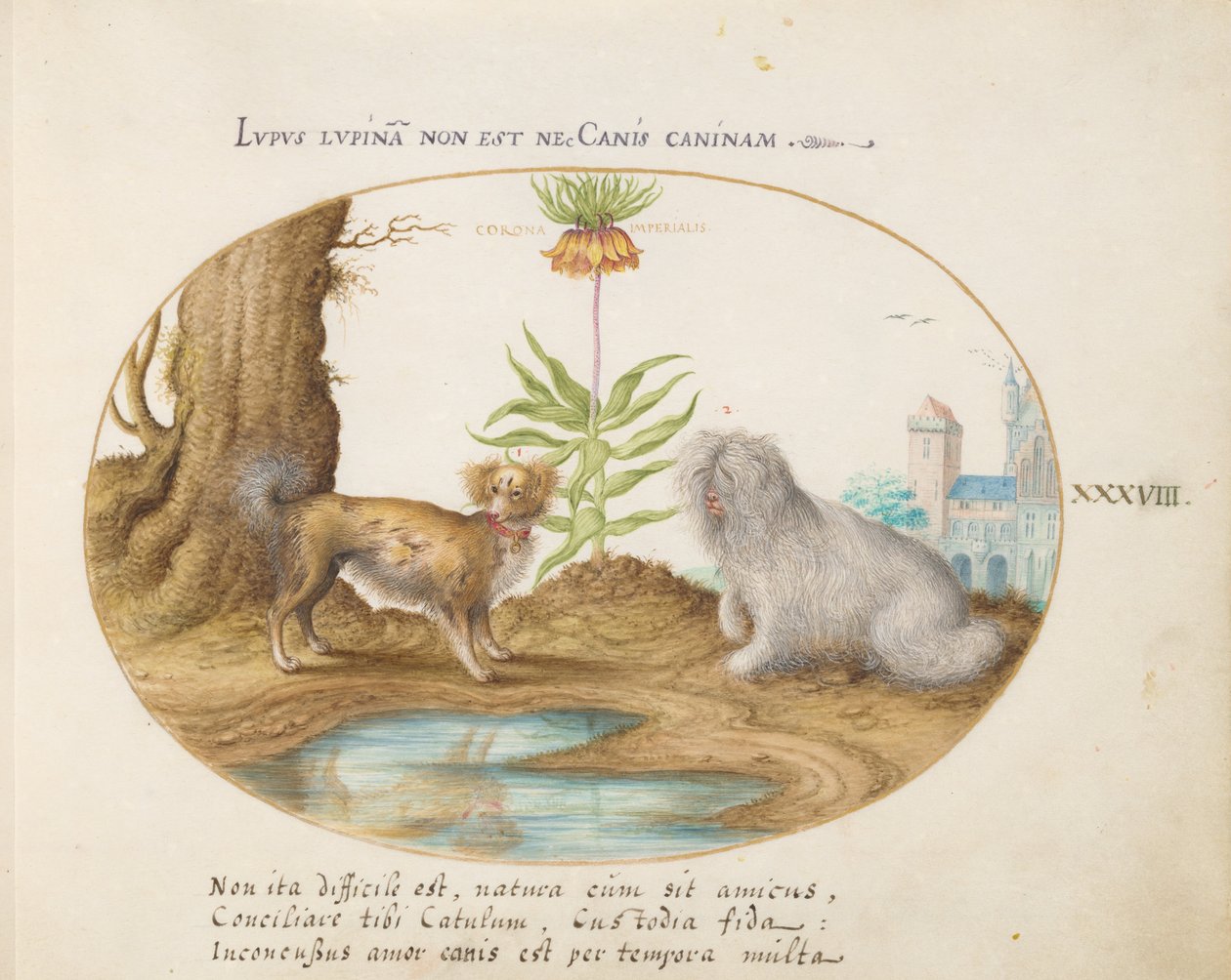 Animalia Aqvatilia et Cochiliata (Aqva) - Taulu XXXVIII. tekijältä Joris Hoefnagel