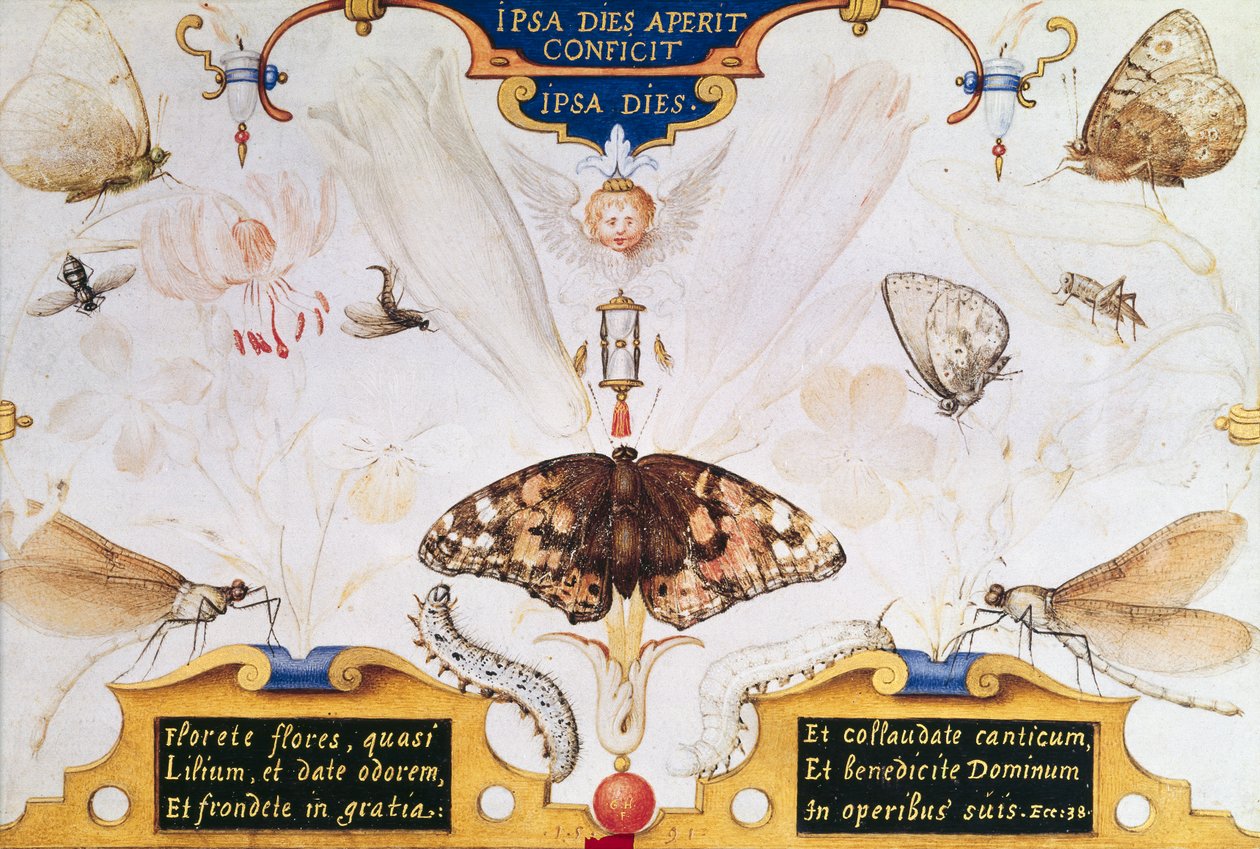 Diptyykki, jossa kukkia ja hyönteisiä, 1591 (taulussa marouflage & pergamentti) tekijältä Joris Hoefnagel